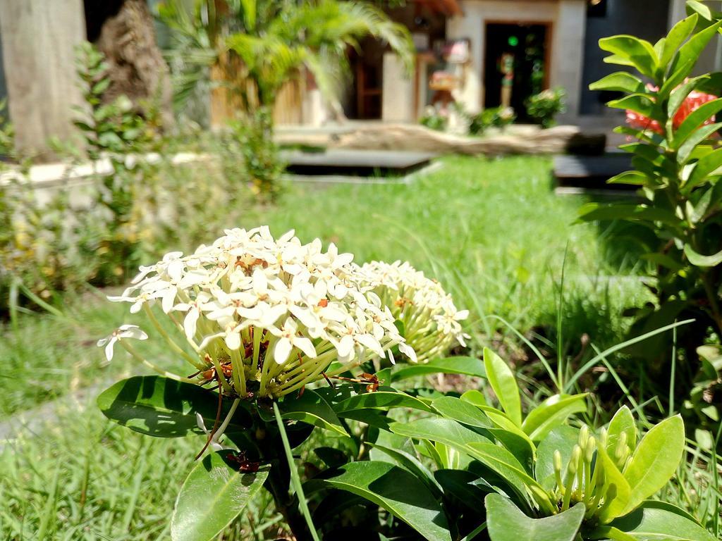 Banana Guest house 3*